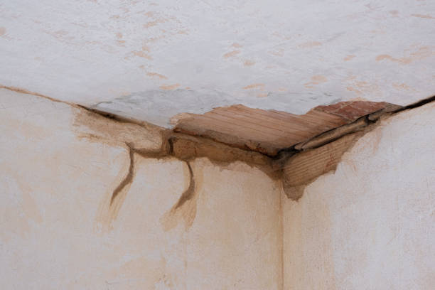 Best Water damage restoration near me  in Opelika, AL