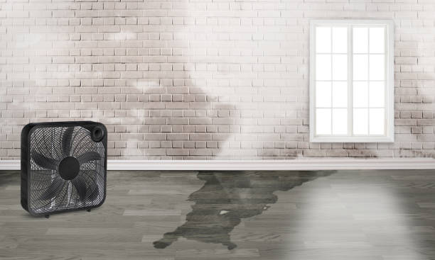 Best Ceiling water damage repair  in Opelika, AL
